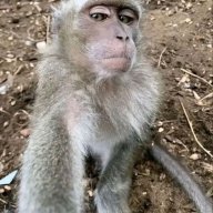 cleibon