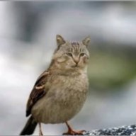 Ciclicnc