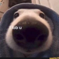 niqqaquan