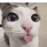 Cav69