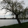 zsirafh